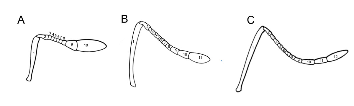 Fig 19